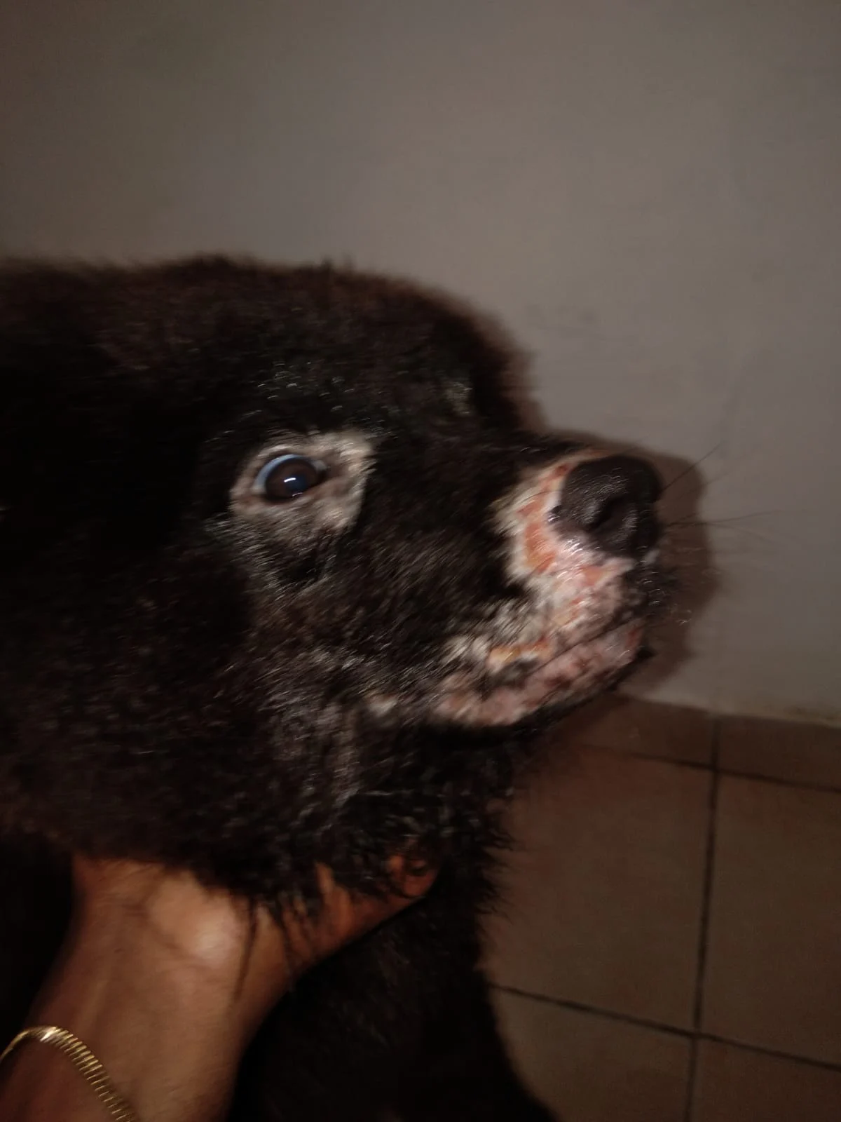 Cão em tratamento dermatológico facial