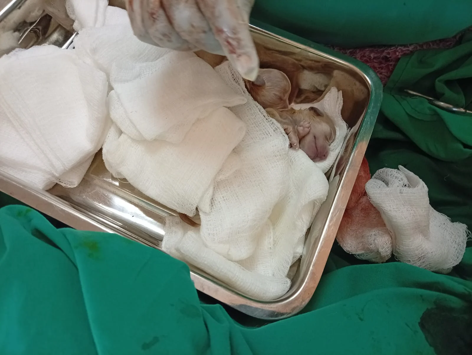 Cachorros recém-nascidos após cesariana