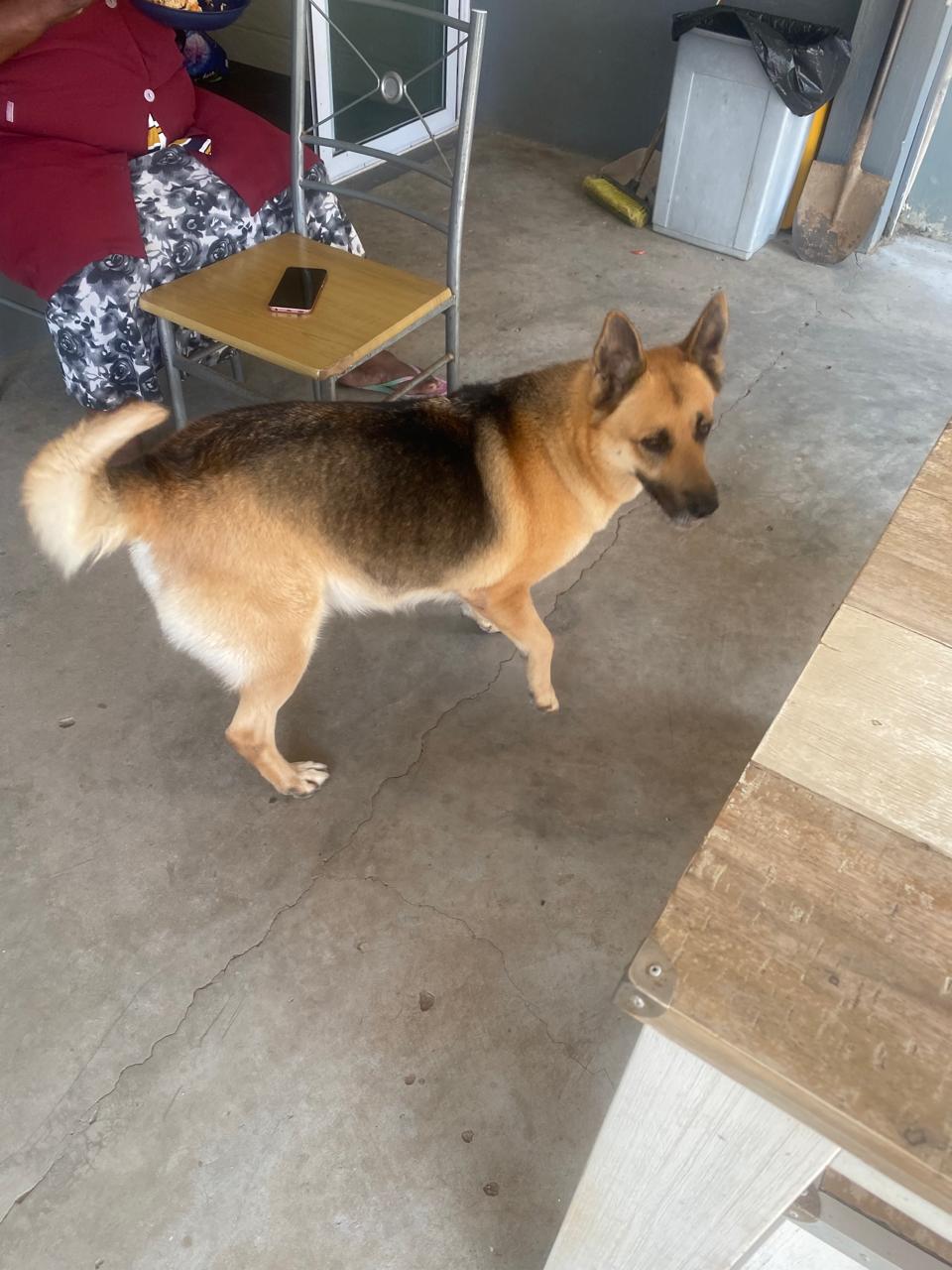 Pastor alemão em consulta na clínica Pêlos & Patas